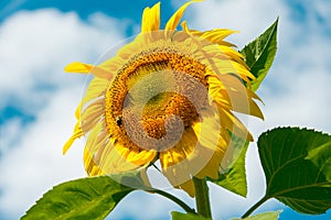 Yellow sunflower flower against a blue sky with white clouds